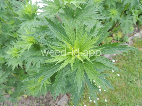 motherwort